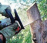 Best Tree Trimming and Pruning  in Lewiston, ID