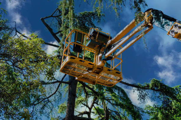 Reliable Lewiston, ID Tree Removal Solutions