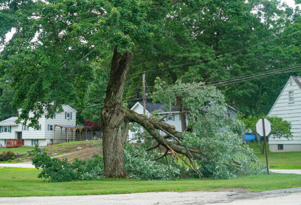Best Emergency Tree Removal  in Lewiston, ID