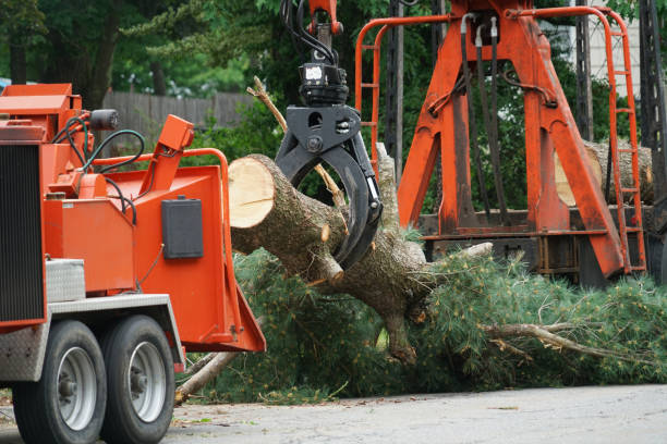 Best Hedge Trimming  in Lewiston, ID