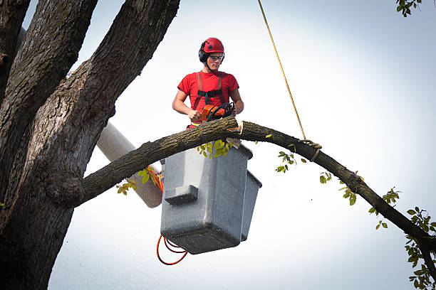 Best Hazardous Tree Removal  in Lewiston, ID