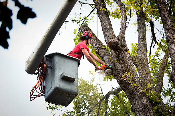 Best Leaf Removal  in Lewiston, ID