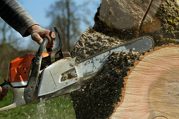 How Our Tree Care Process Works  in  Lewiston, ID